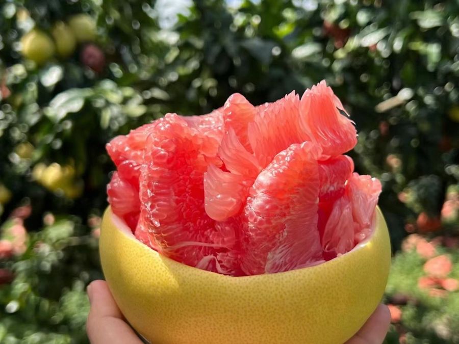 梅州红心蜜柚