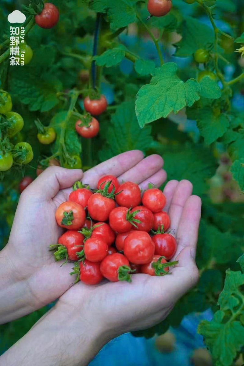 冰淇淋番茄